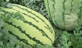 汾阳吃瓜群众免费吃瓜微信,免费吃瓜活动引全民热议